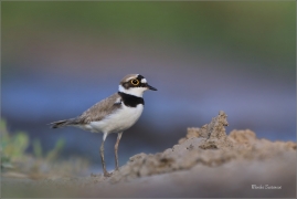 <p>KULÍK ŘÍČNÍ (Charadrius dubius) jižní Morava ---- /Little ringed plover - Flussregenpfeifer/</p>